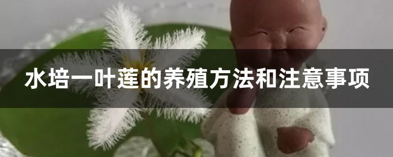 水培一叶莲的养殖方法和注意事项