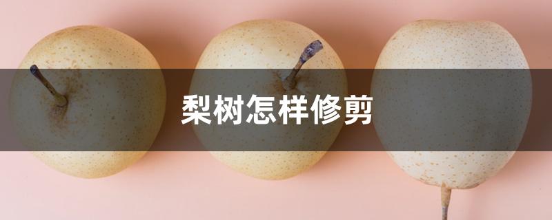 梨树怎样修剪