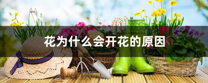 花为什么会开花的原因