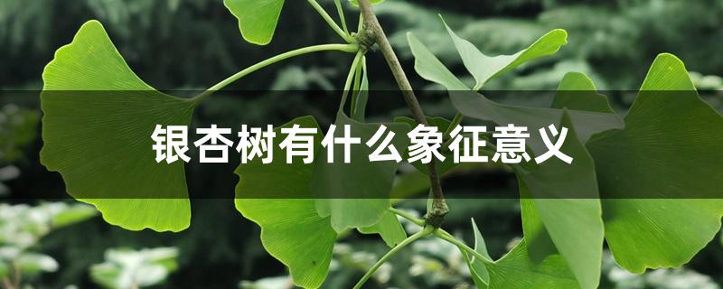 银杏树有什么象征意义