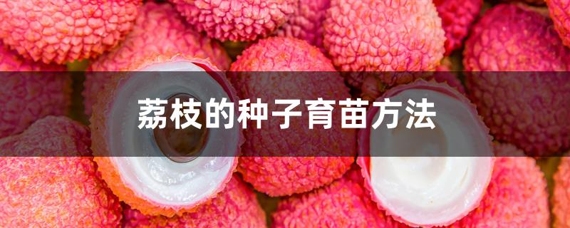 荔枝的种子育苗方法
