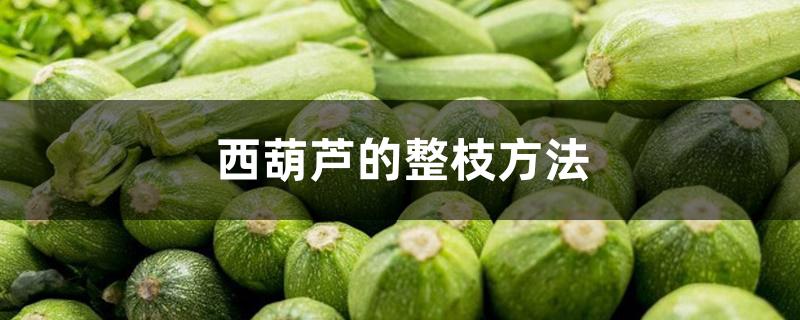 西葫芦的整枝方法