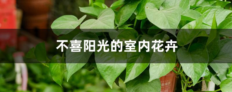 不喜阳光的室内花卉