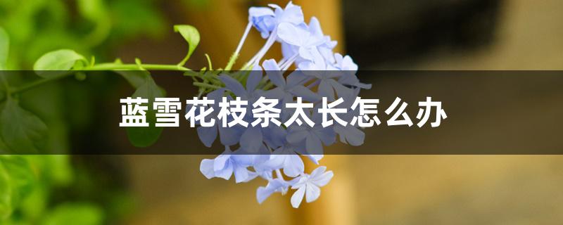 蓝雪花枝条太长怎么办