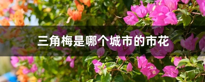 三角梅是哪个城市的市花