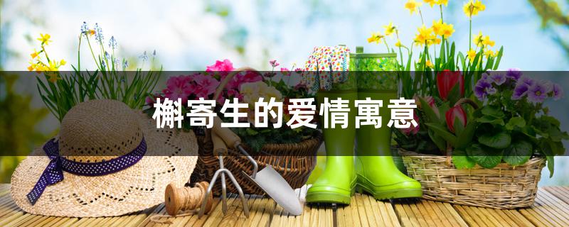 槲寄生的爱情寓意