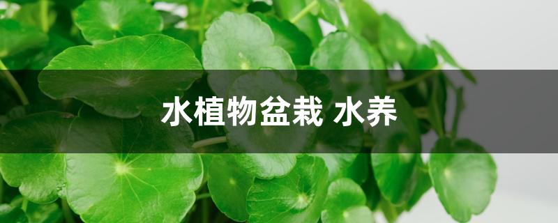 水植物盆栽 水养