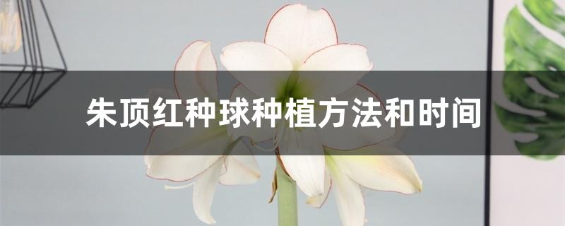 朱顶红种球种植方法和时间
