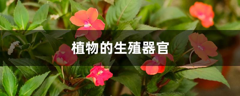 植物的生殖器官