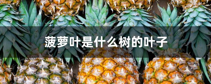 菠萝叶是什么树的叶子