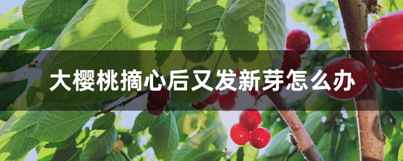 大樱桃摘心后又发新芽怎么办