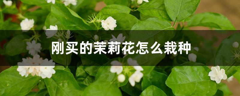 刚买的茉莉花怎么栽种