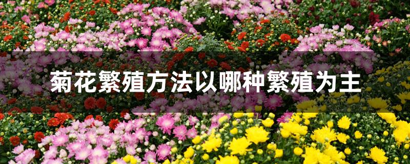 菊花繁殖方法以哪种繁殖为主