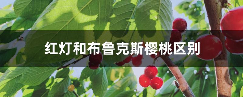 红灯和布鲁克斯樱桃区别