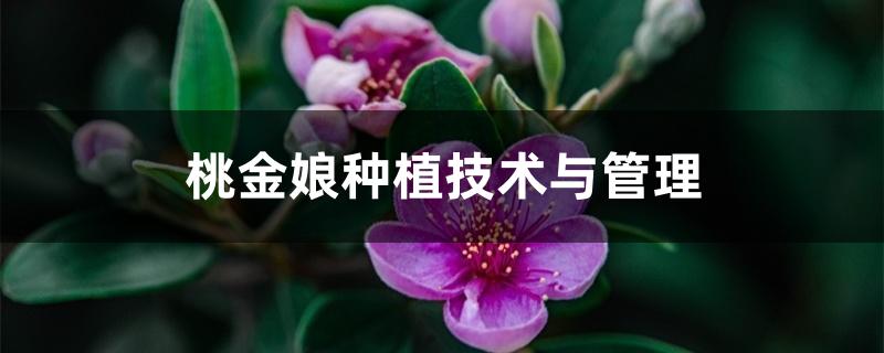 桃金娘种植技术与管理