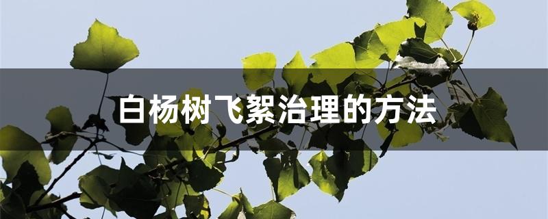 白杨树飞絮治理的方法