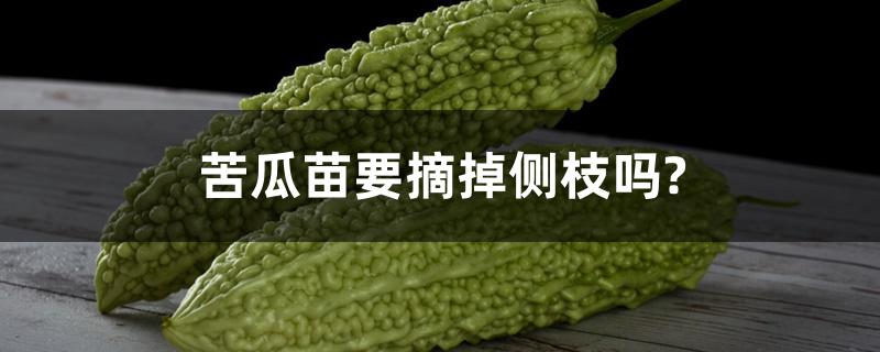 苦瓜苗要摘掉侧枝吗?