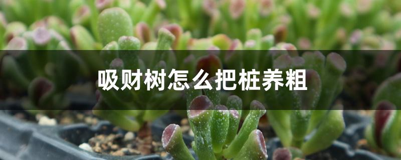 吸财树怎么把桩养粗
