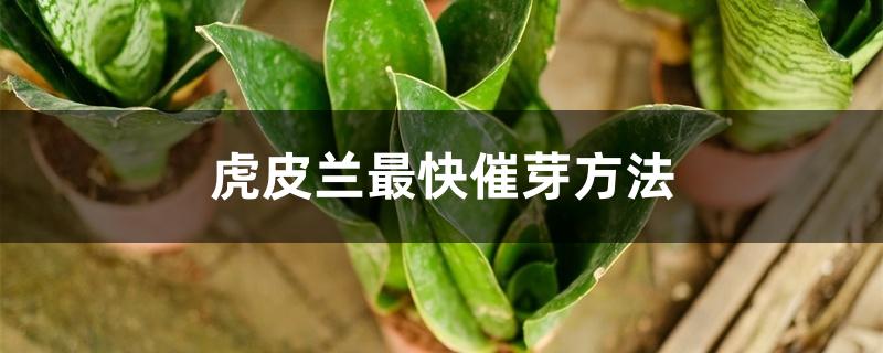 虎皮兰最快催芽方法