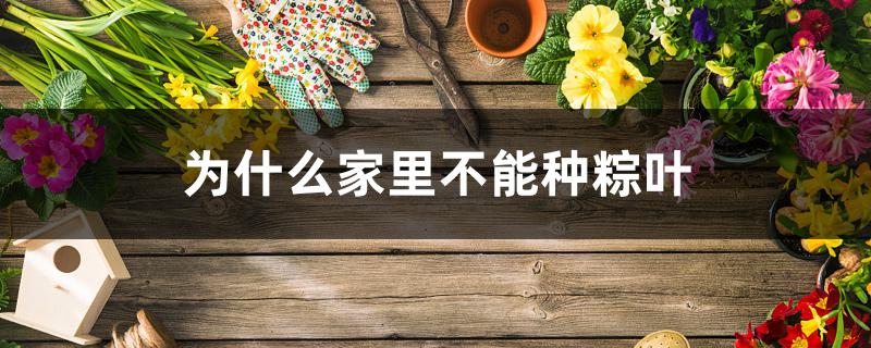 为什么家里不能种粽叶