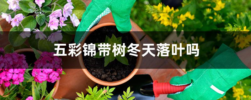 五彩锦带树冬天落叶吗