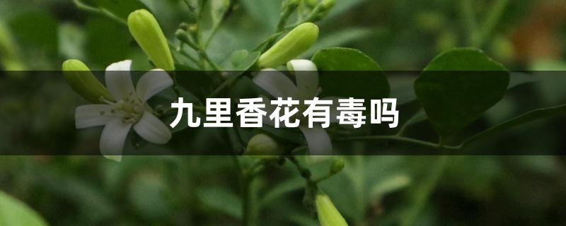 九里香花有毒吗