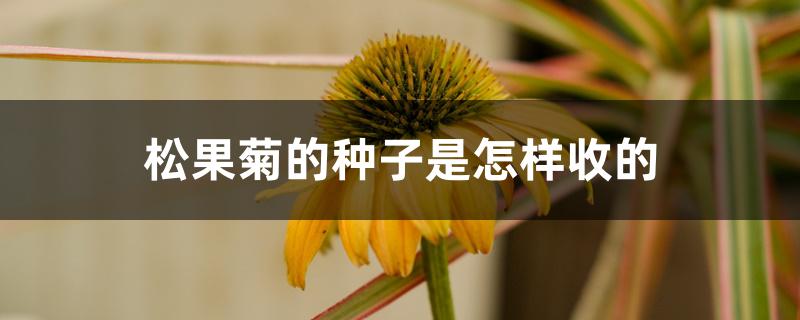 松果菊的种子是怎样收的