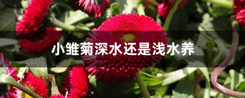 小雏菊深水还是浅水养