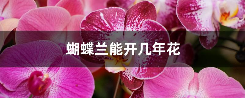 蝴蝶兰能开几年花