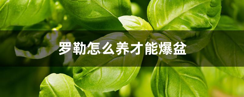 罗勒怎么养才能爆盆