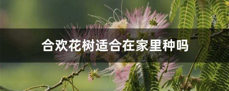 合欢花树适合在家里种吗