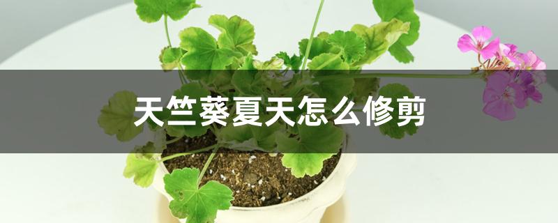 天竺葵夏天怎么修剪