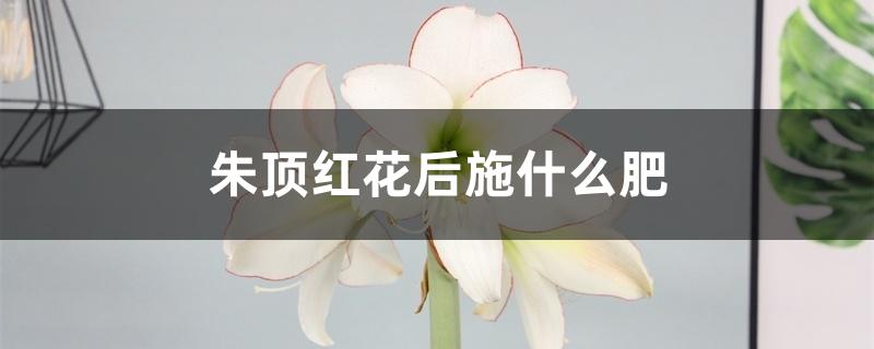 朱顶红花后施什么肥