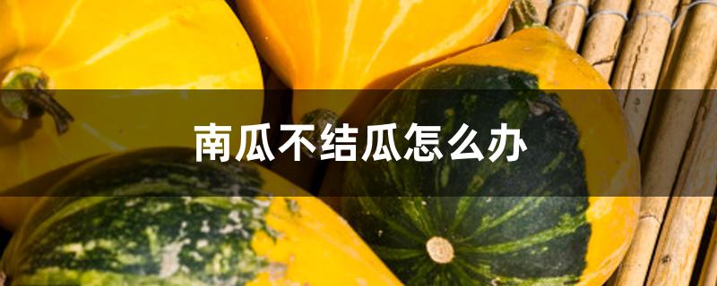 南瓜不结瓜怎么办