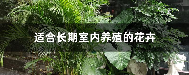 适合长期室内养殖的花卉