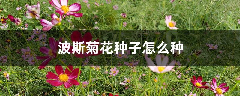 波斯菊花种子怎么种