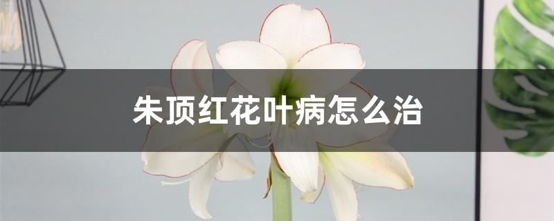 朱顶红花叶病怎么治