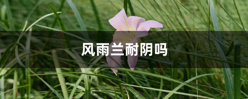 风雨兰耐阴吗