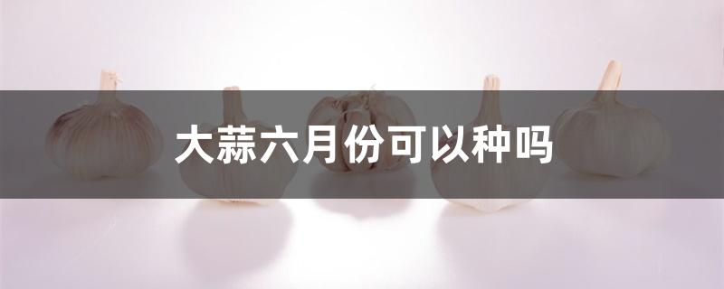 大蒜六月份可以种吗