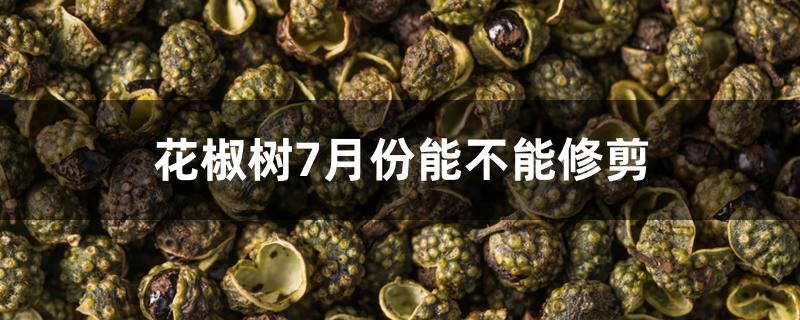 花椒树7月份能不能修剪