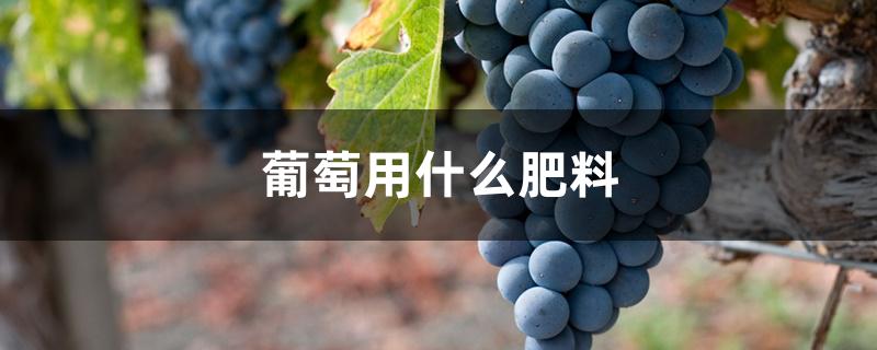 葡萄用什么肥料