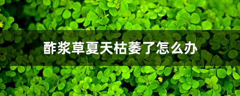 酢浆草夏天枯萎了怎么办