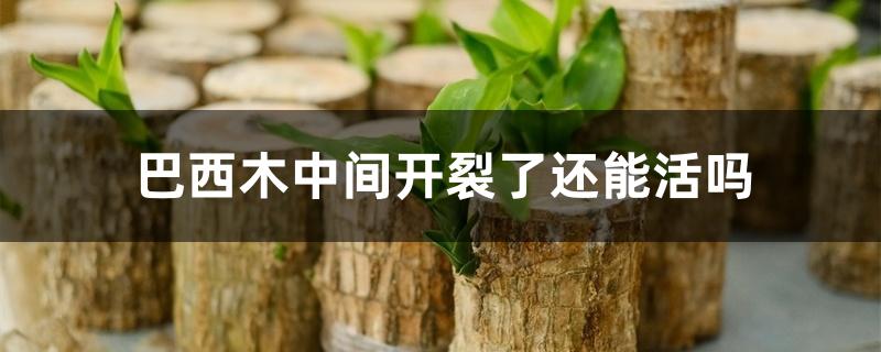巴西木中间开裂了还能活吗