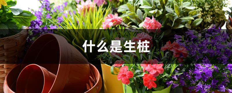 什么是生桩