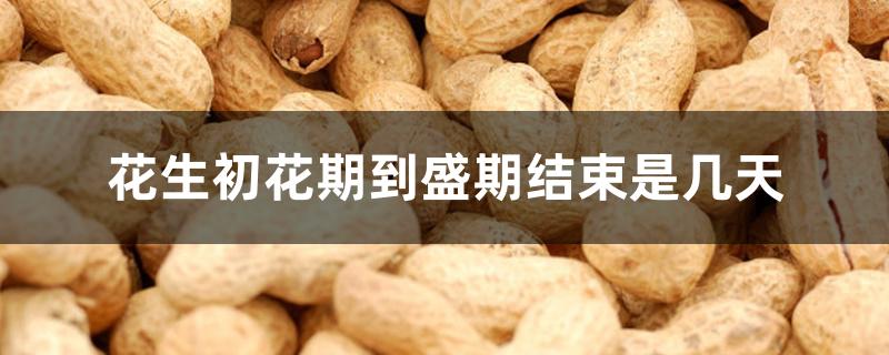 花生初花期到盛期结束是几天