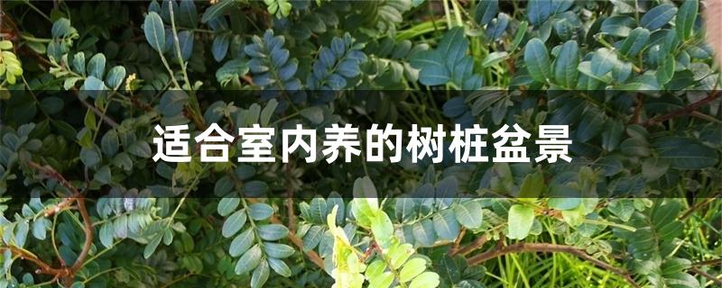 适合室内养的树桩盆景