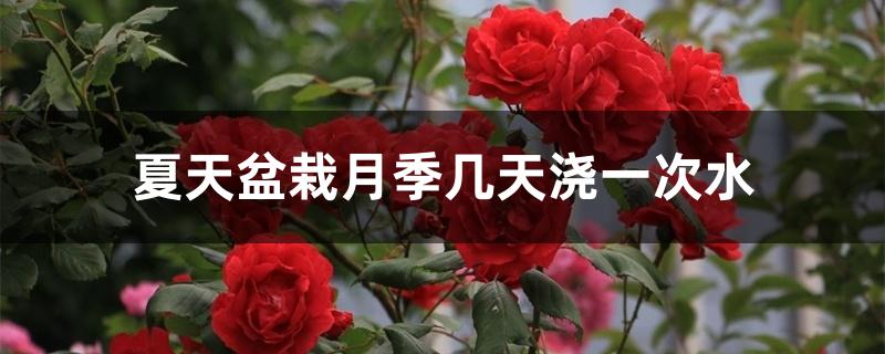夏天盆栽月季几天浇一次水