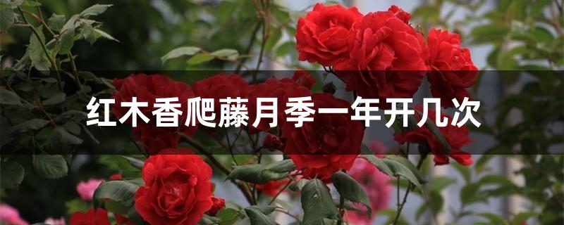 红木香爬藤月季一年开几次