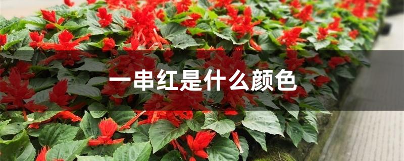 一串红是什么颜色