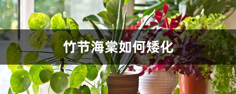 竹节海棠如何矮化